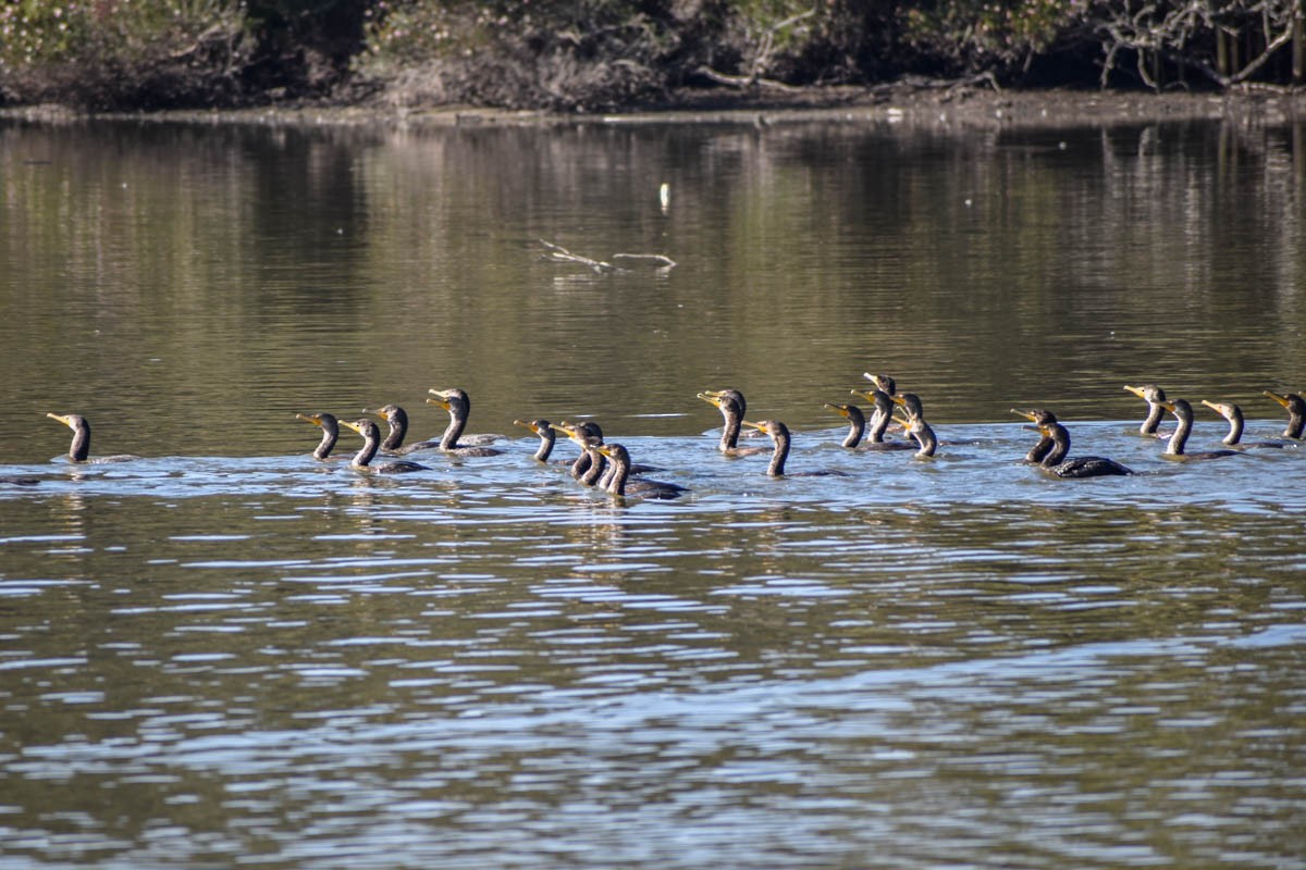 Double-crested Cormorant - ML186409911