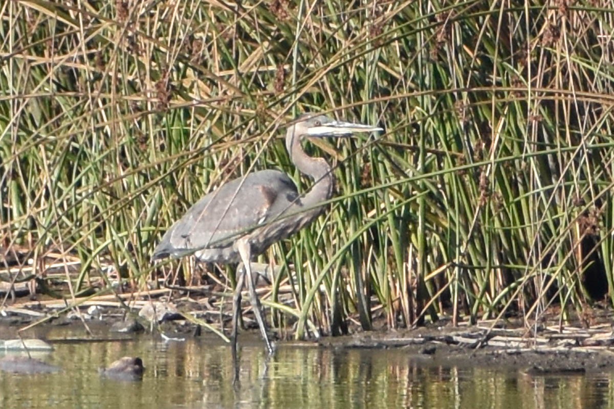 Great Blue Heron - Libby Patten