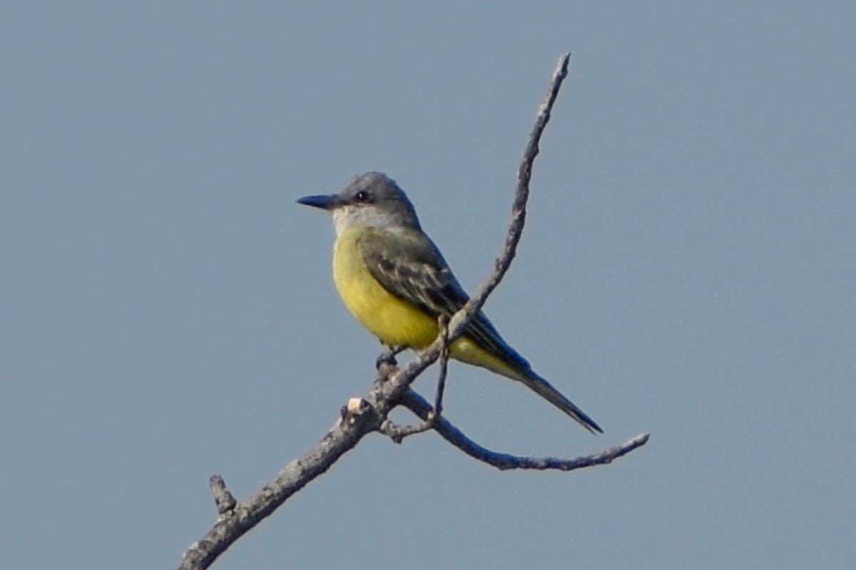 Tropical Kingbird - ML186410061