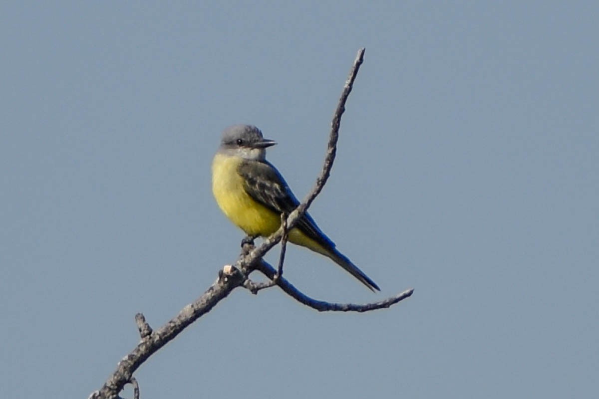 Tropical Kingbird - ML186410081