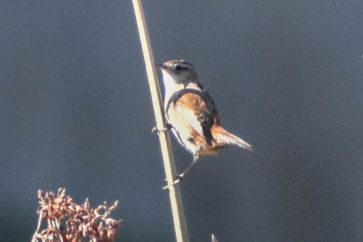 Marsh Wren - ML186410121