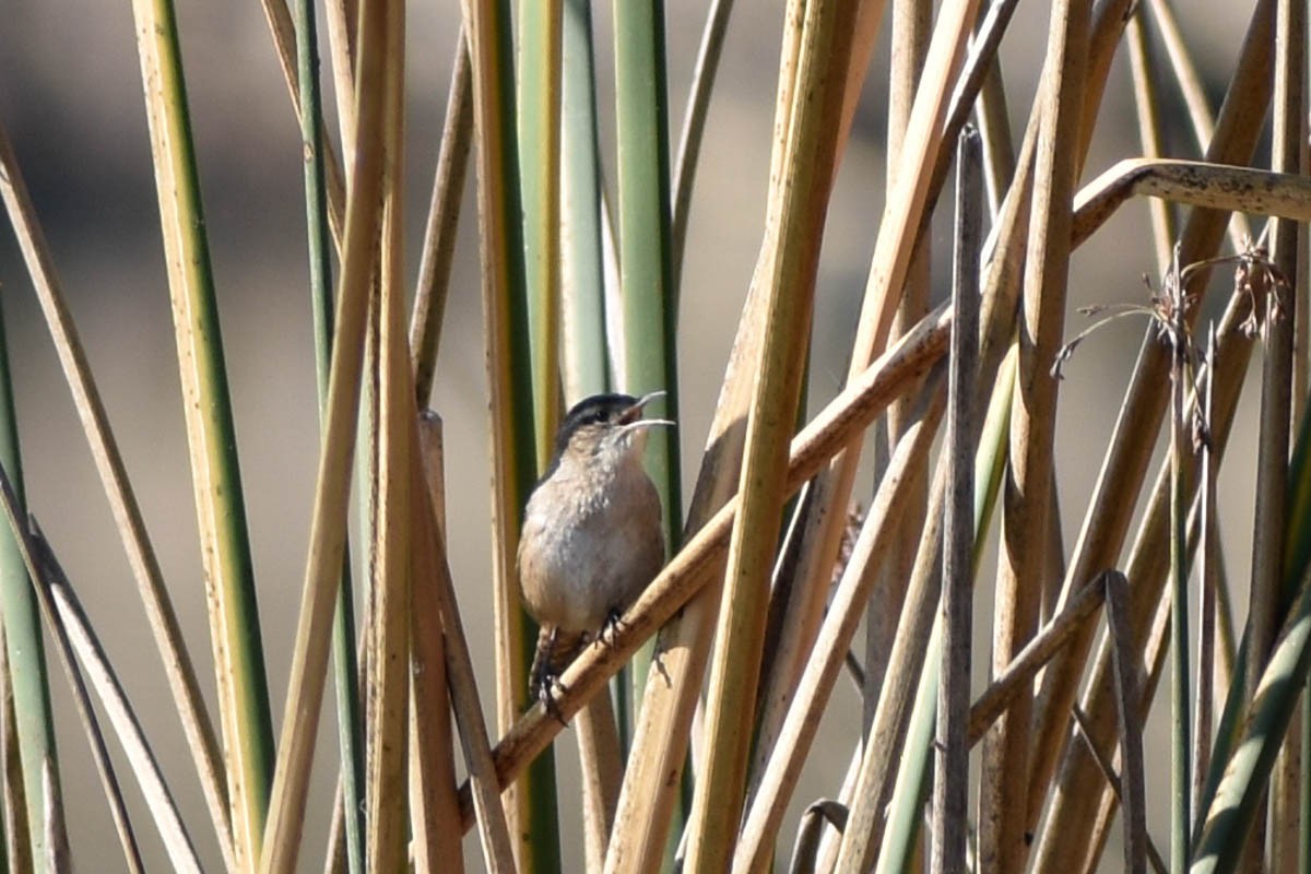 Marsh Wren - ML186410131