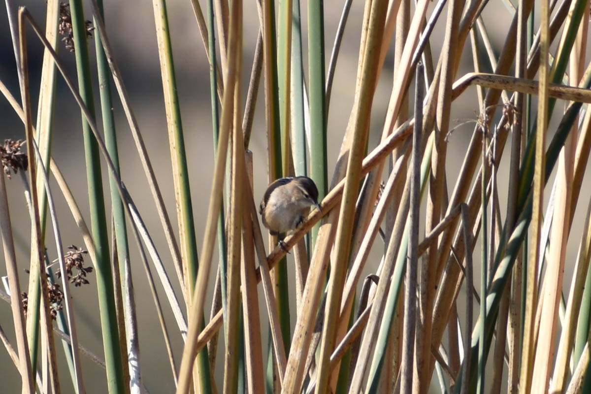 Marsh Wren - ML186410141