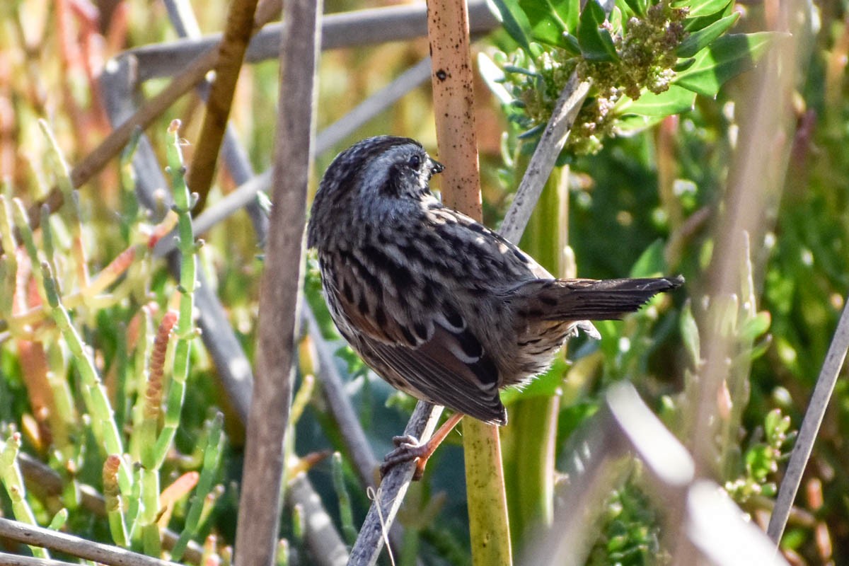 Song Sparrow - Libby Patten