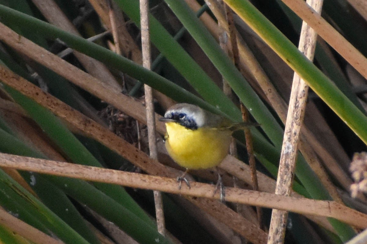 Common Yellowthroat - ML186410281