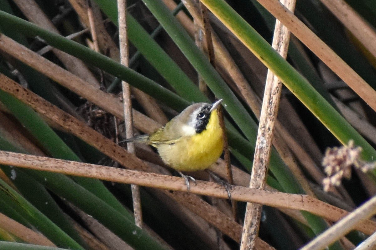 Common Yellowthroat - Libby Patten