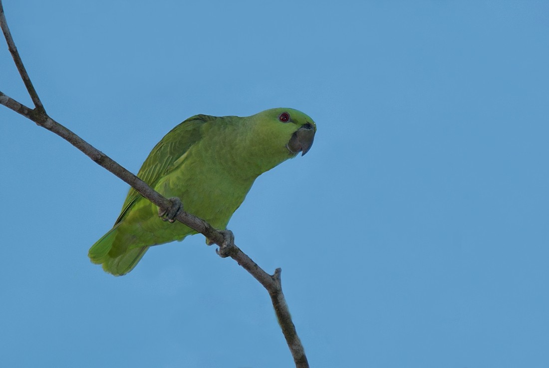 Short-tailed Parrot - LUCIANO BERNARDES