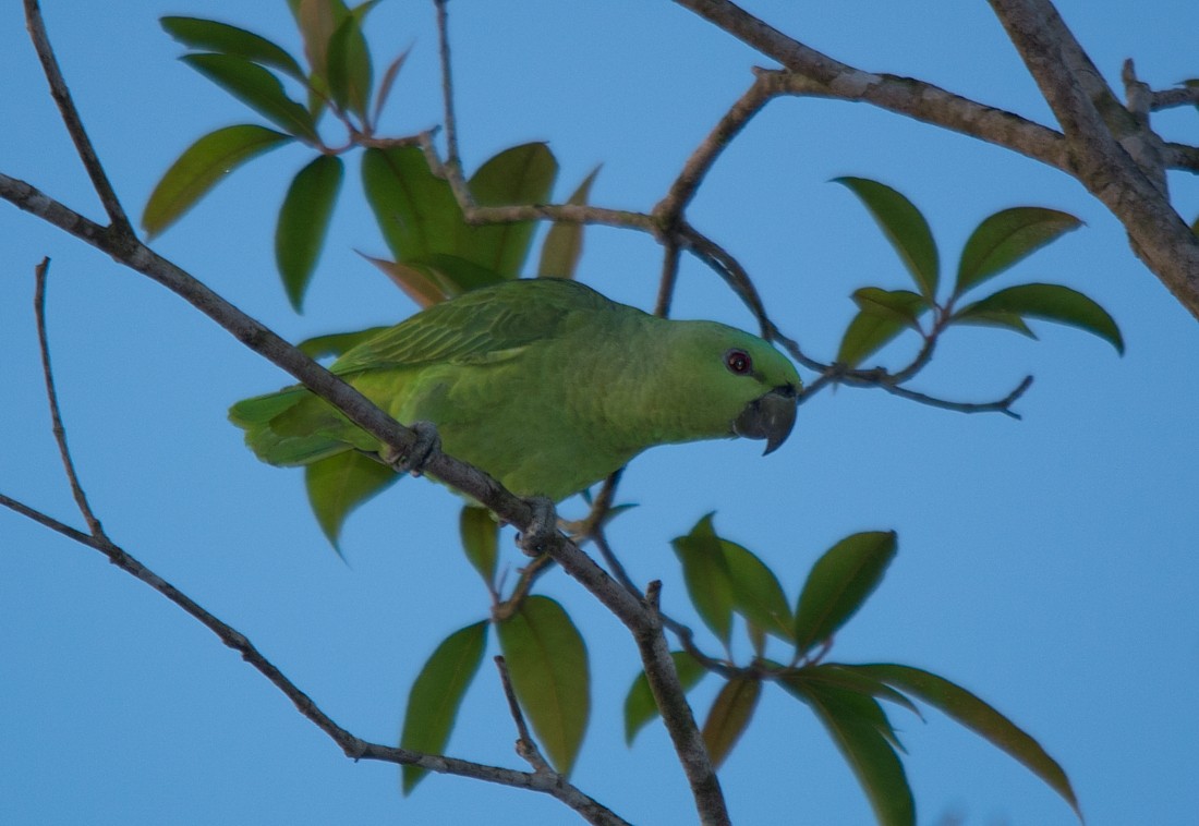 Short-tailed Parrot - LUCIANO BERNARDES