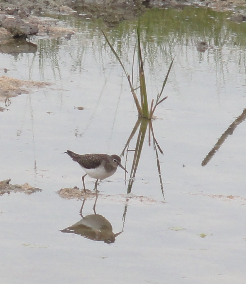 Solitary Sandpiper - ML186412691