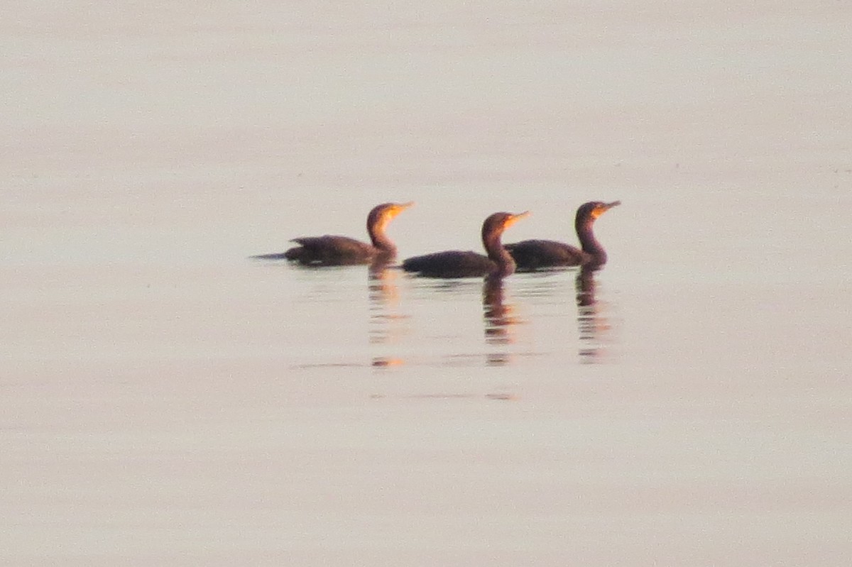 Double-crested Cormorant - ML186412881