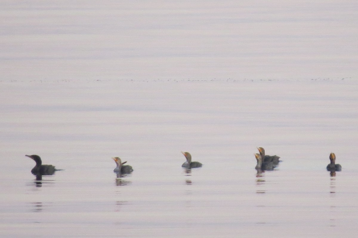 Double-crested Cormorant - ML186412941