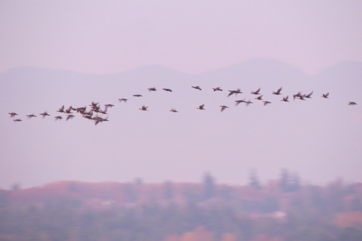 Double-crested Cormorant - ML186412961