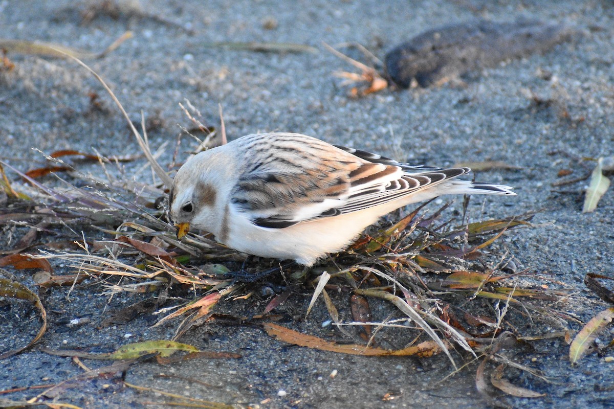 Snow Bunting - ML186413741