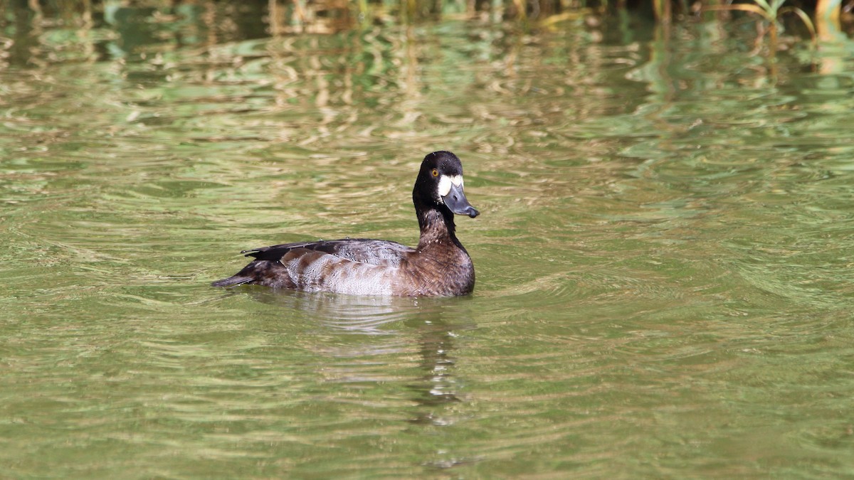 Lesser Scaup - ML186414401