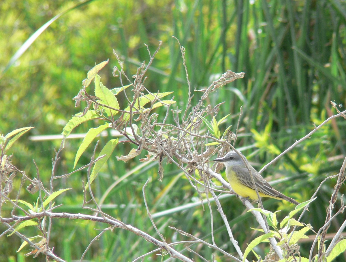 Tropical Kingbird - ML186414611