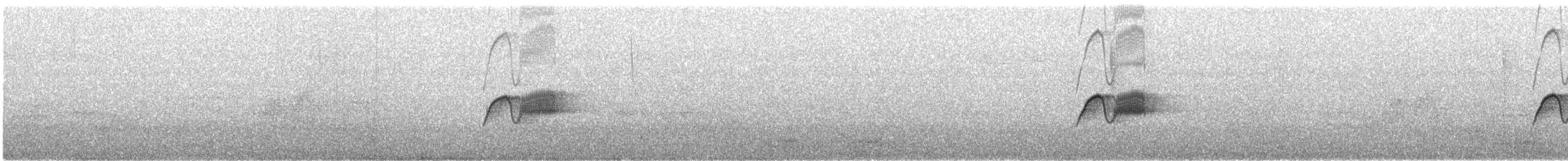 Светлобрюхий фиби - ML186415481