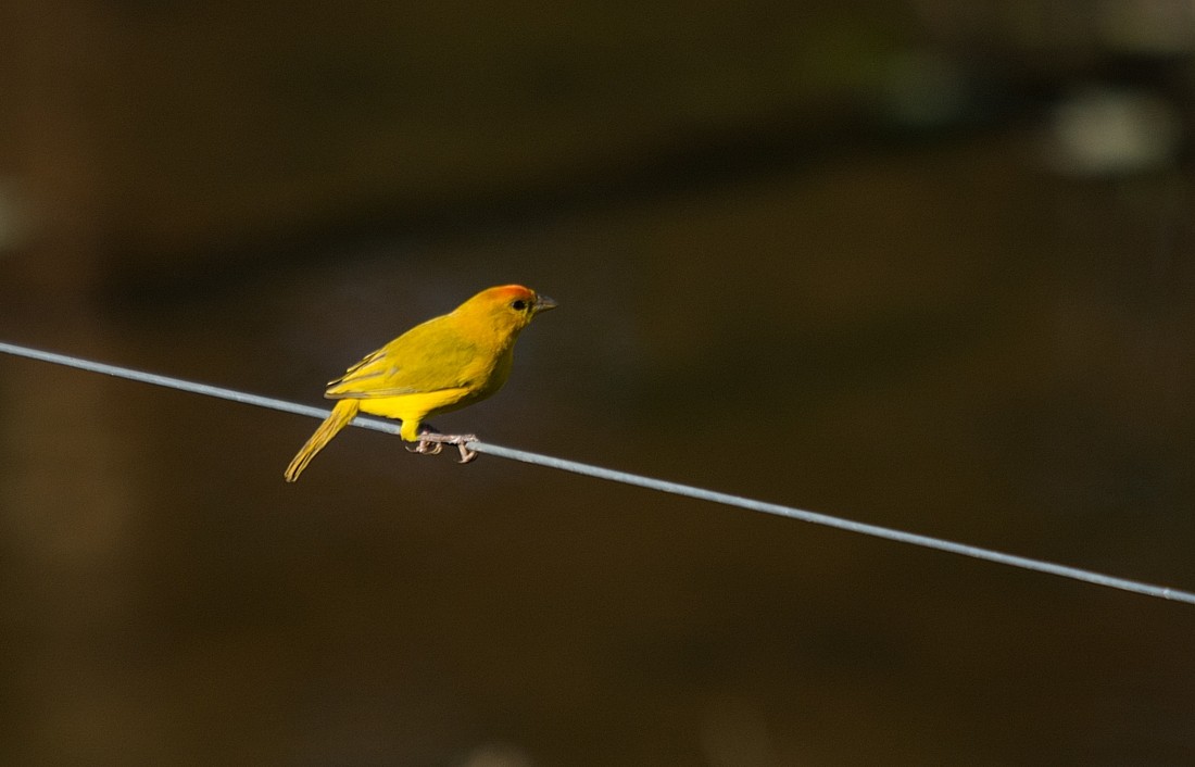 Orange-fronted Yellow-Finch - ML186415971