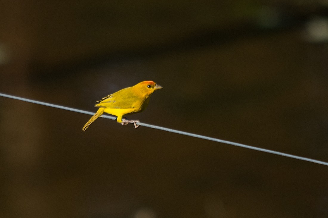 Orange-fronted Yellow-Finch - ML186415981