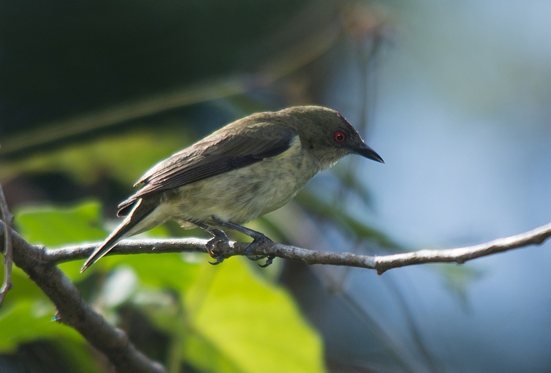 Yellow-bellied Dacnis - ML186416251