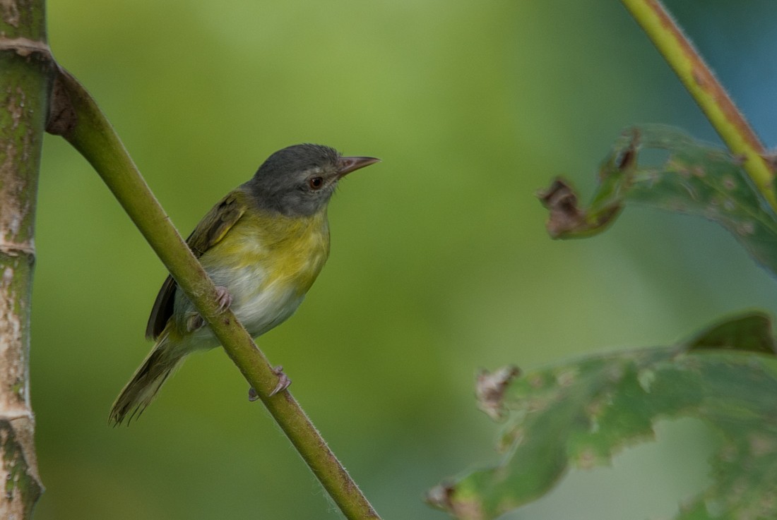 Ashy-headed Greenlet - LUCIANO BERNARDES