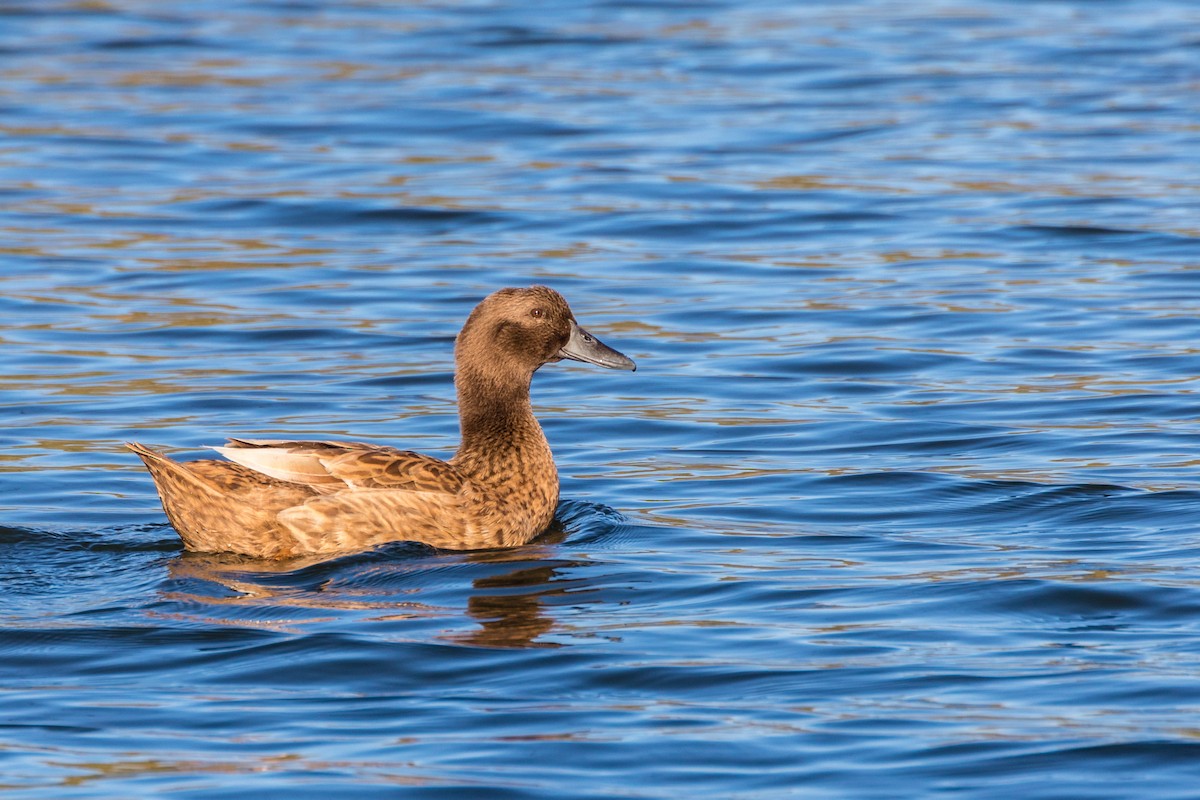 Mallard (Domestic type) - ML186416631