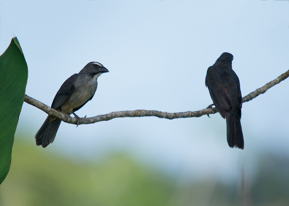 Bluish-gray Saltator - LUCIANO BERNARDES