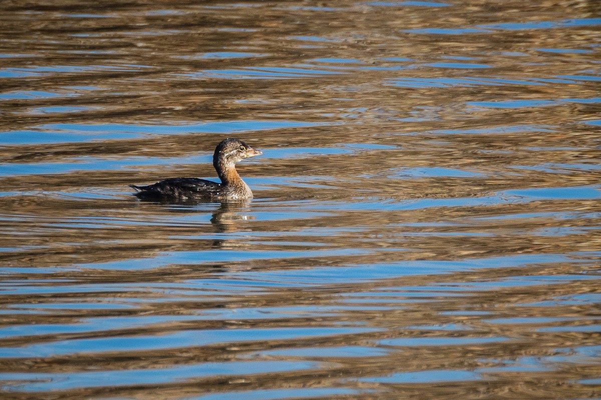 Pied-billed Grebe - ML186416681