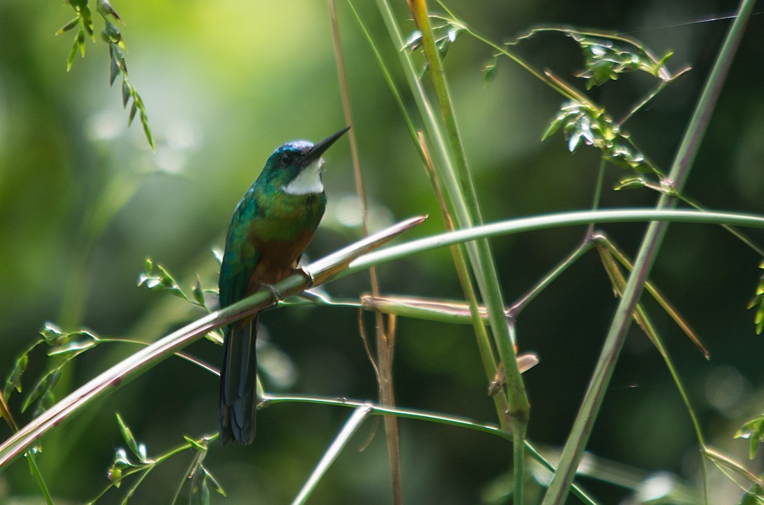 Green-tailed Jacamar - LUCIANO BERNARDES