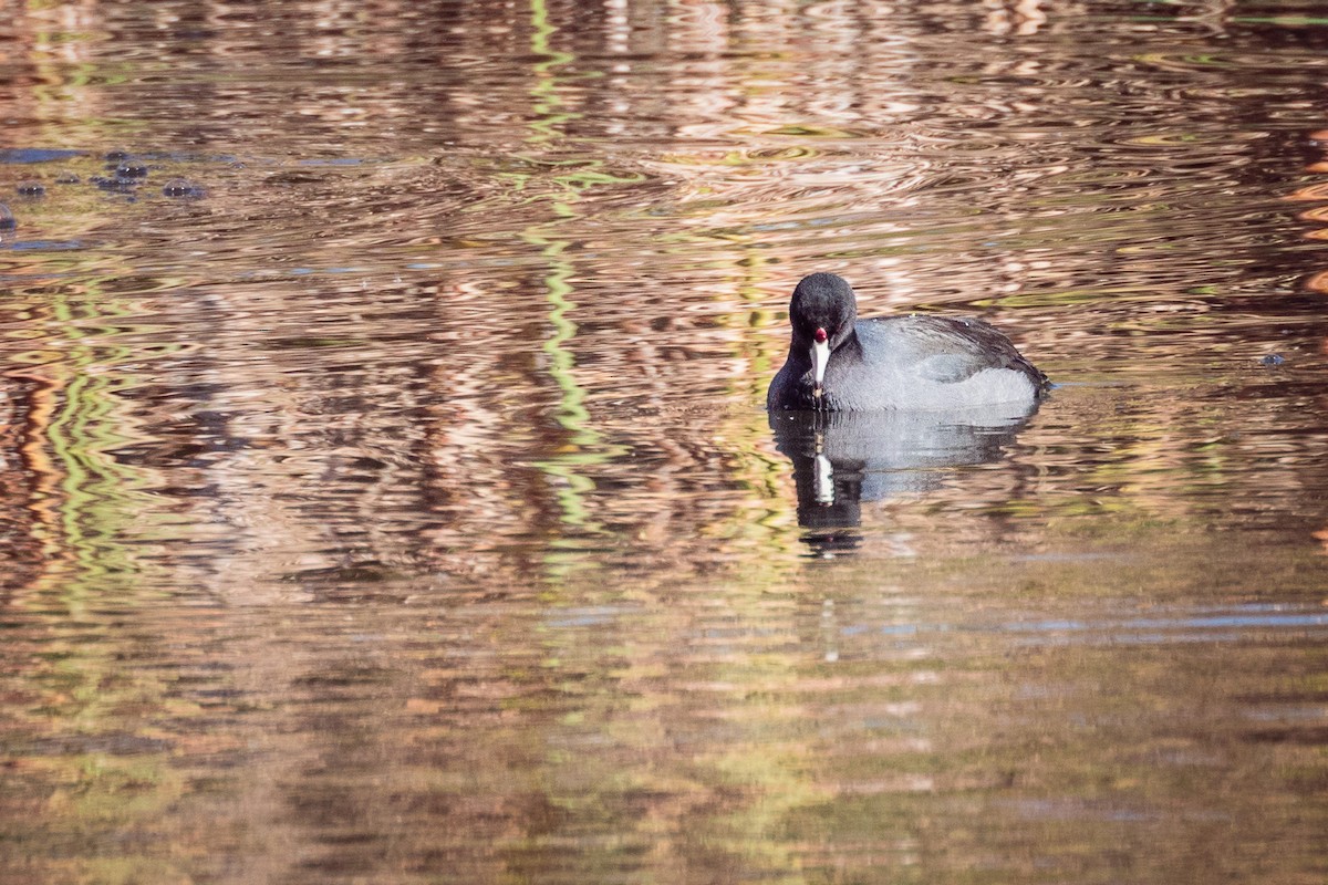 American Coot - ML186416841
