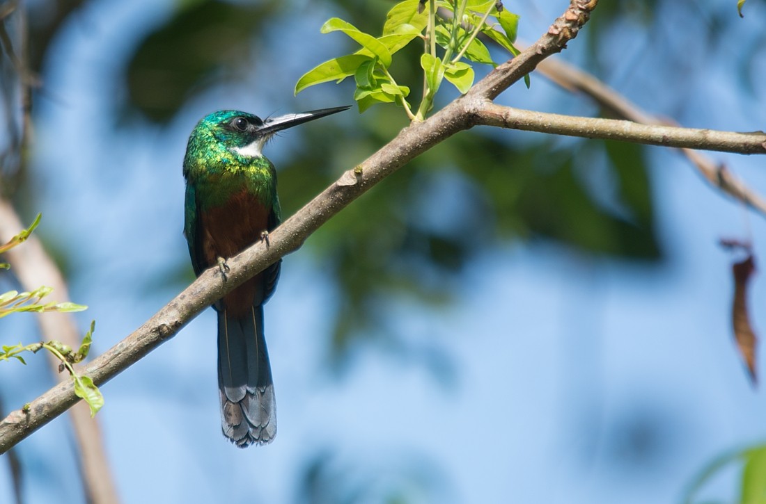 Green-tailed Jacamar - LUCIANO BERNARDES