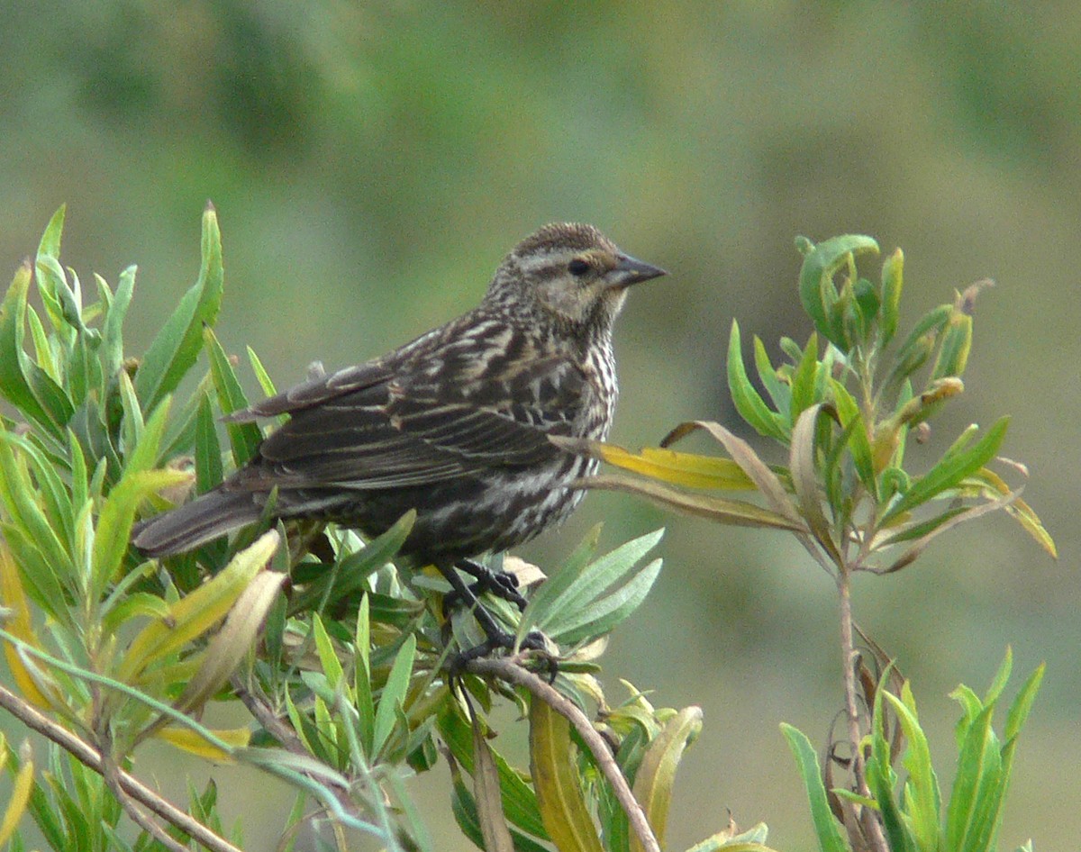 Red-winged Blackbird - ML186416871