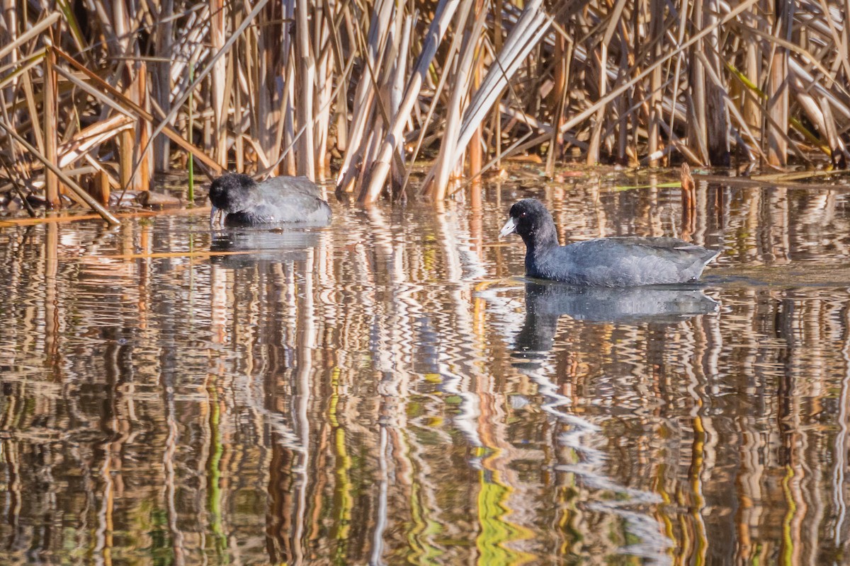 American Coot - ML186416881