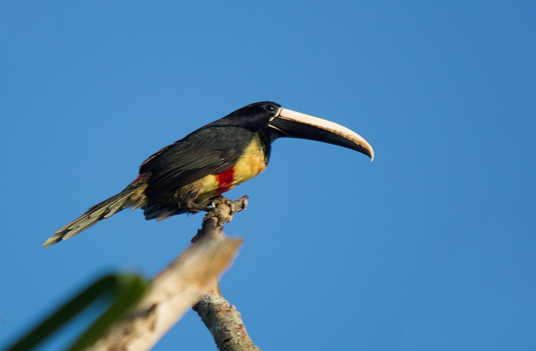Black-necked Aracari - ML186416891