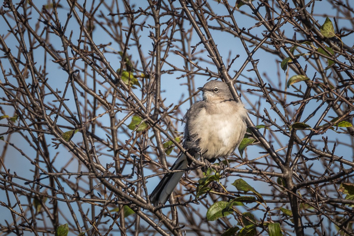 Northern Mockingbird - ML186417011
