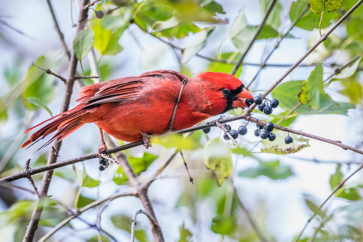 Northern Cardinal - ML186417091