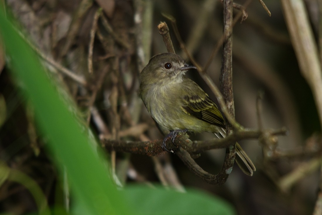 Yellow-crowned Elaenia - LUCIANO BERNARDES