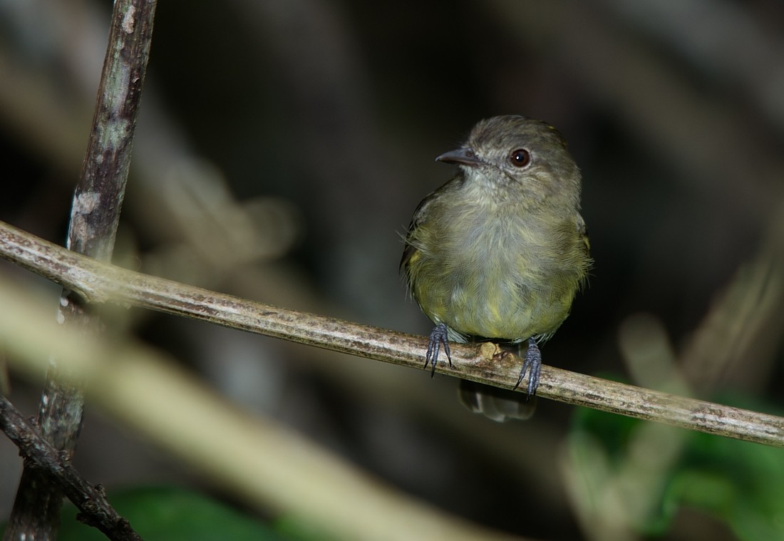 Yellow-crowned Elaenia - LUCIANO BERNARDES