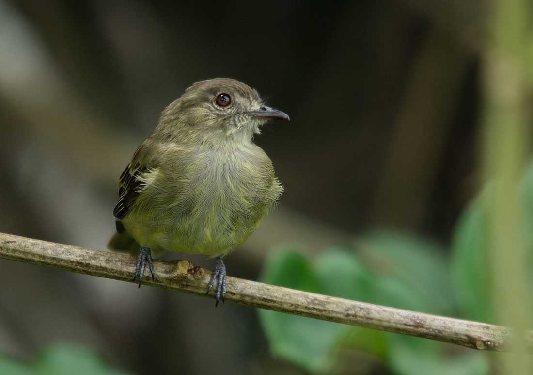 Yellow-crowned Elaenia - LUCIANO BERNARDES