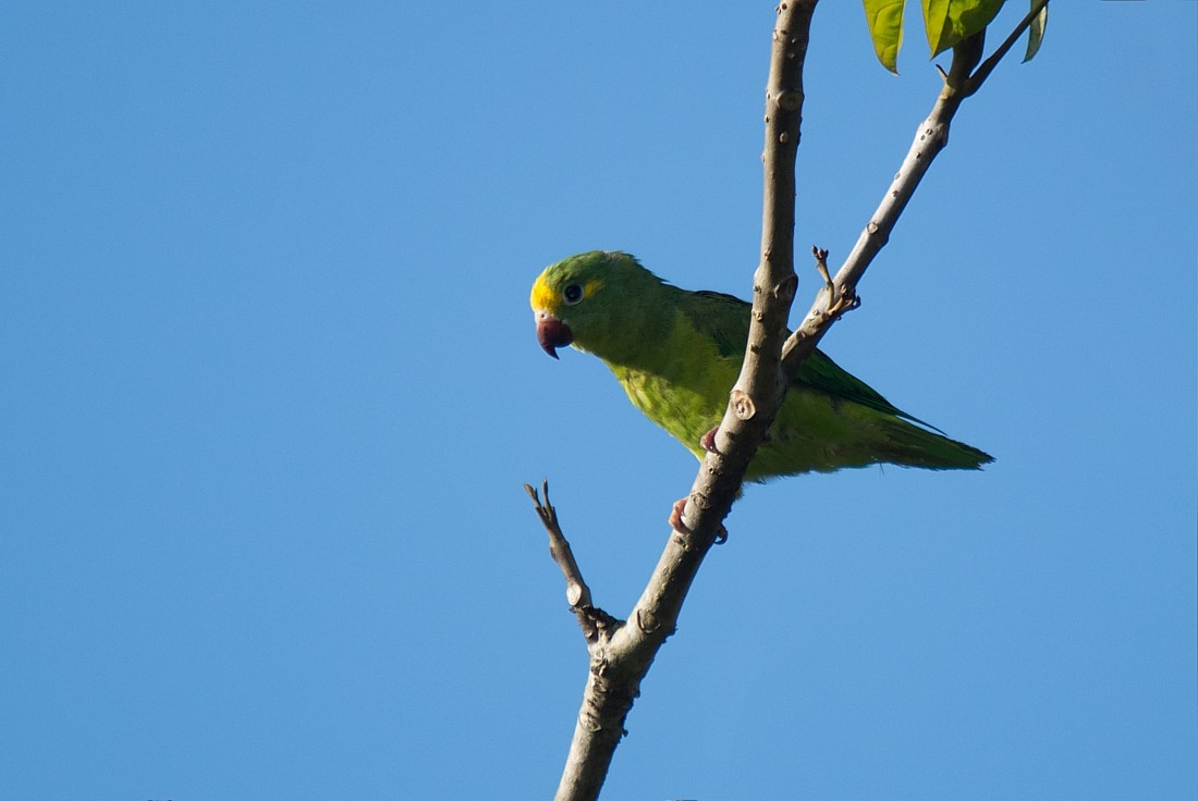 Tui Parakeet - ML186417971