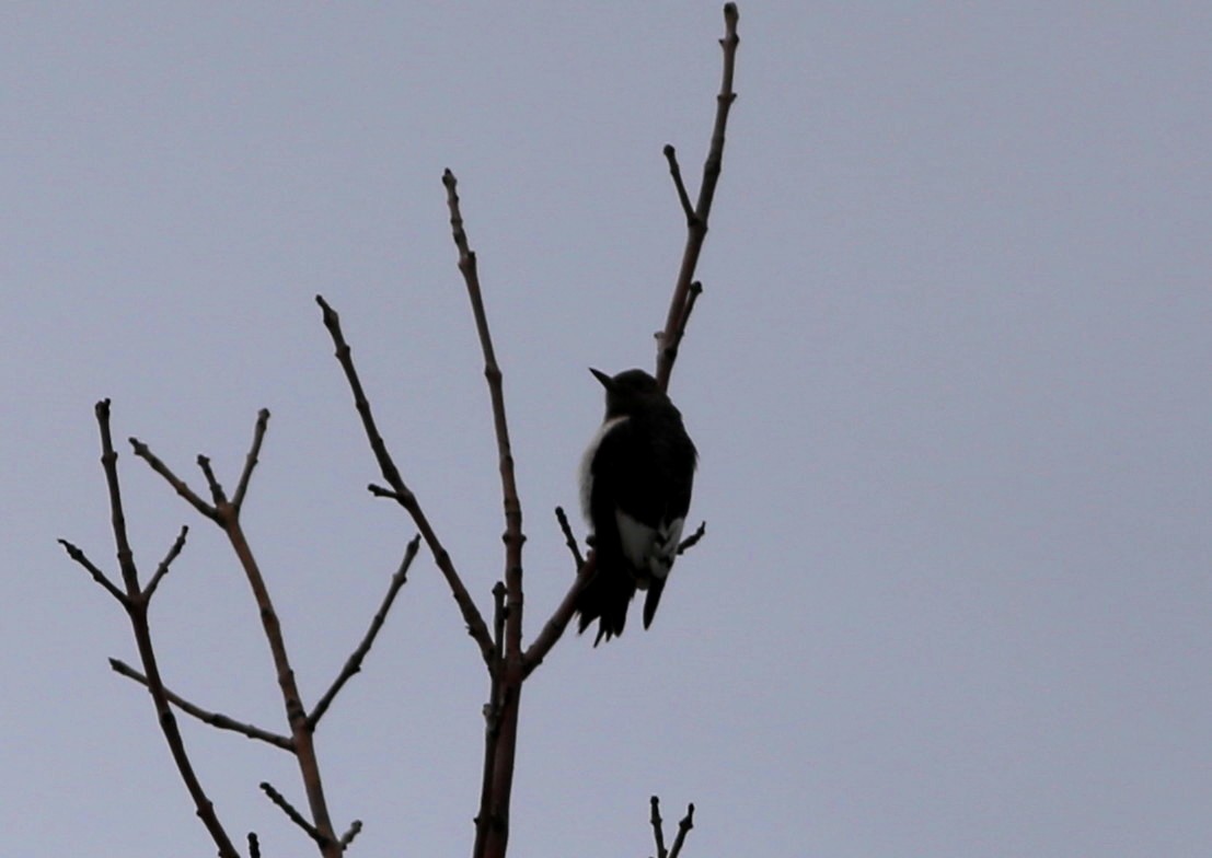 Red-headed Woodpecker - ML186418341