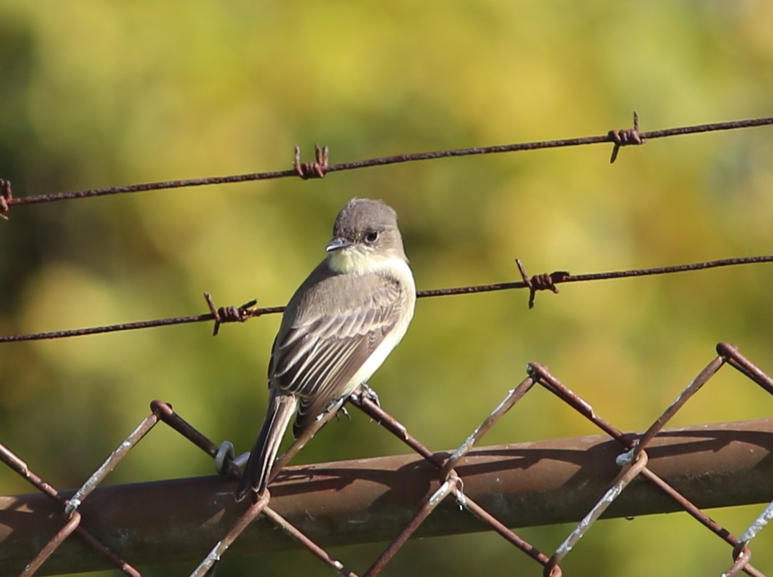 Eastern Phoebe - ML186418401