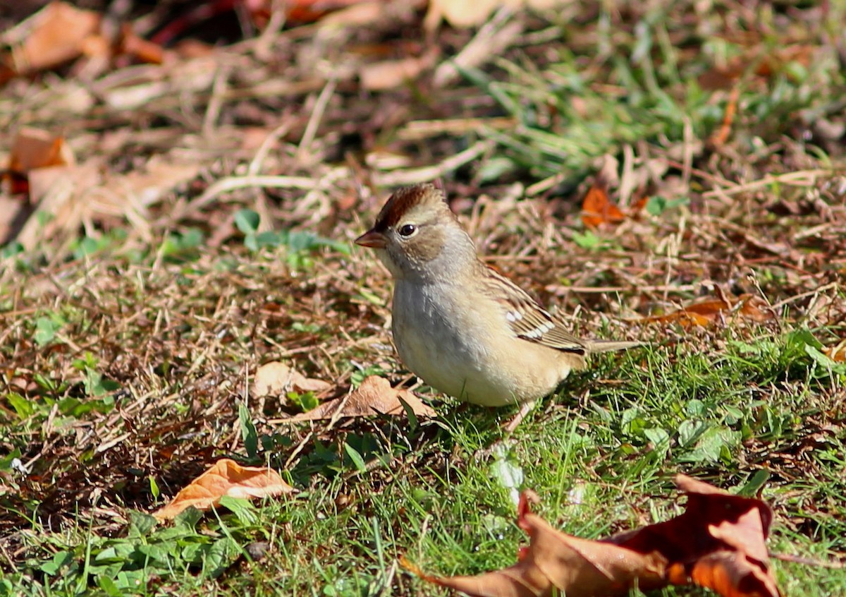 White-crowned Sparrow - ML186418471