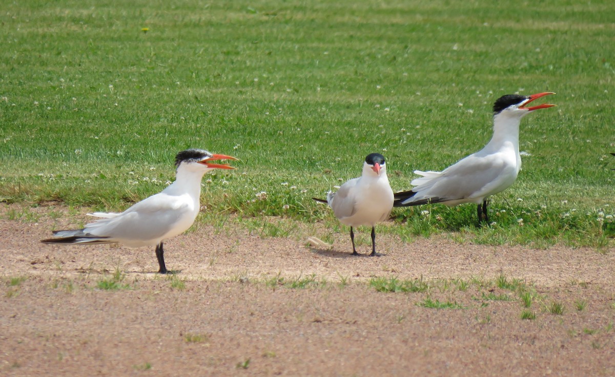 Caspian Tern - ML186418661
