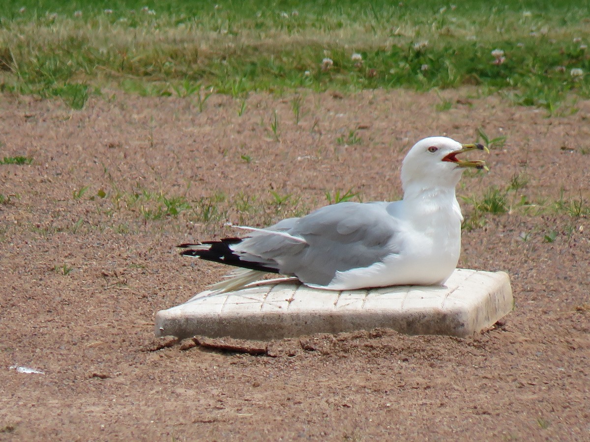 Ring-billed Gull - ML186418781