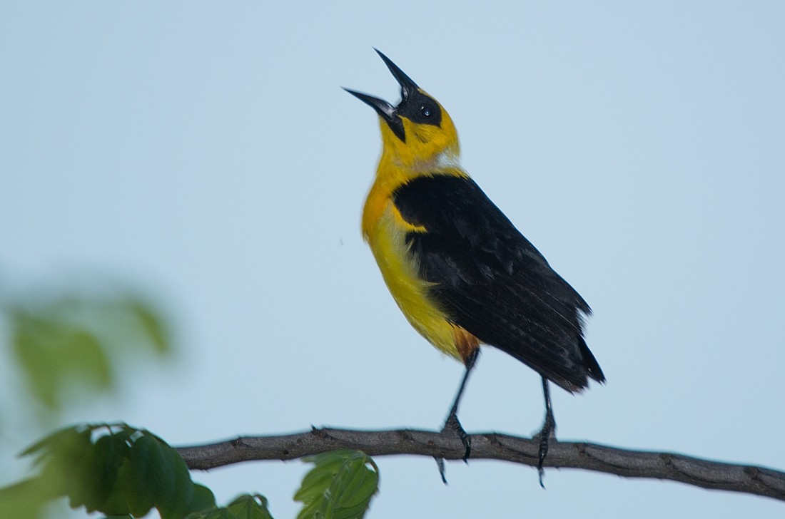 Oriole Blackbird - LUCIANO BERNARDES