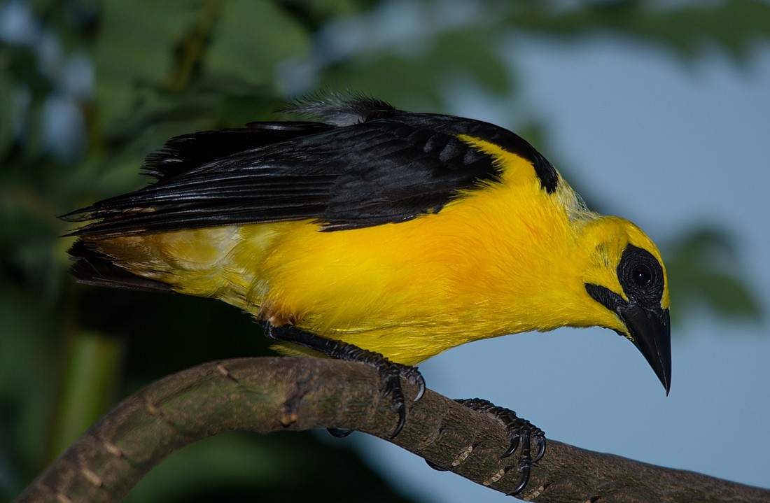 Oriole Blackbird - ML186419031