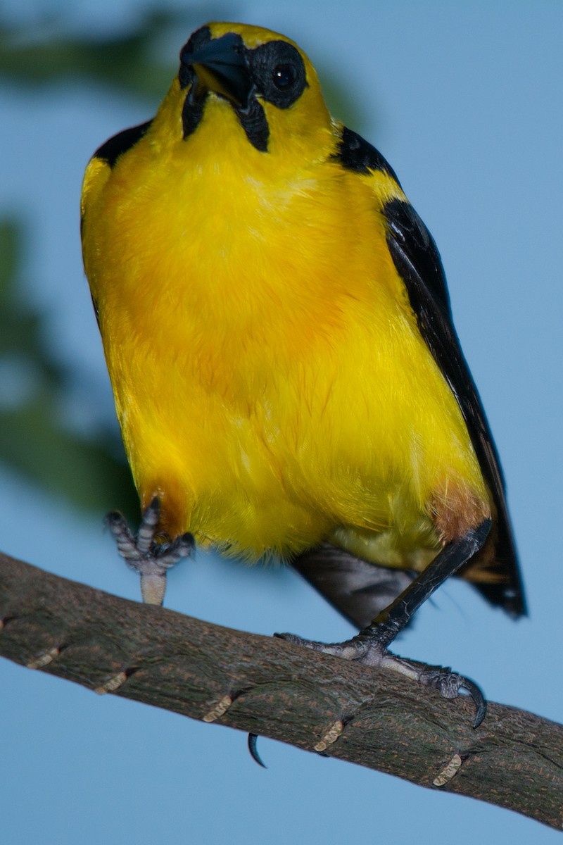 Oriole Blackbird - ML186419061