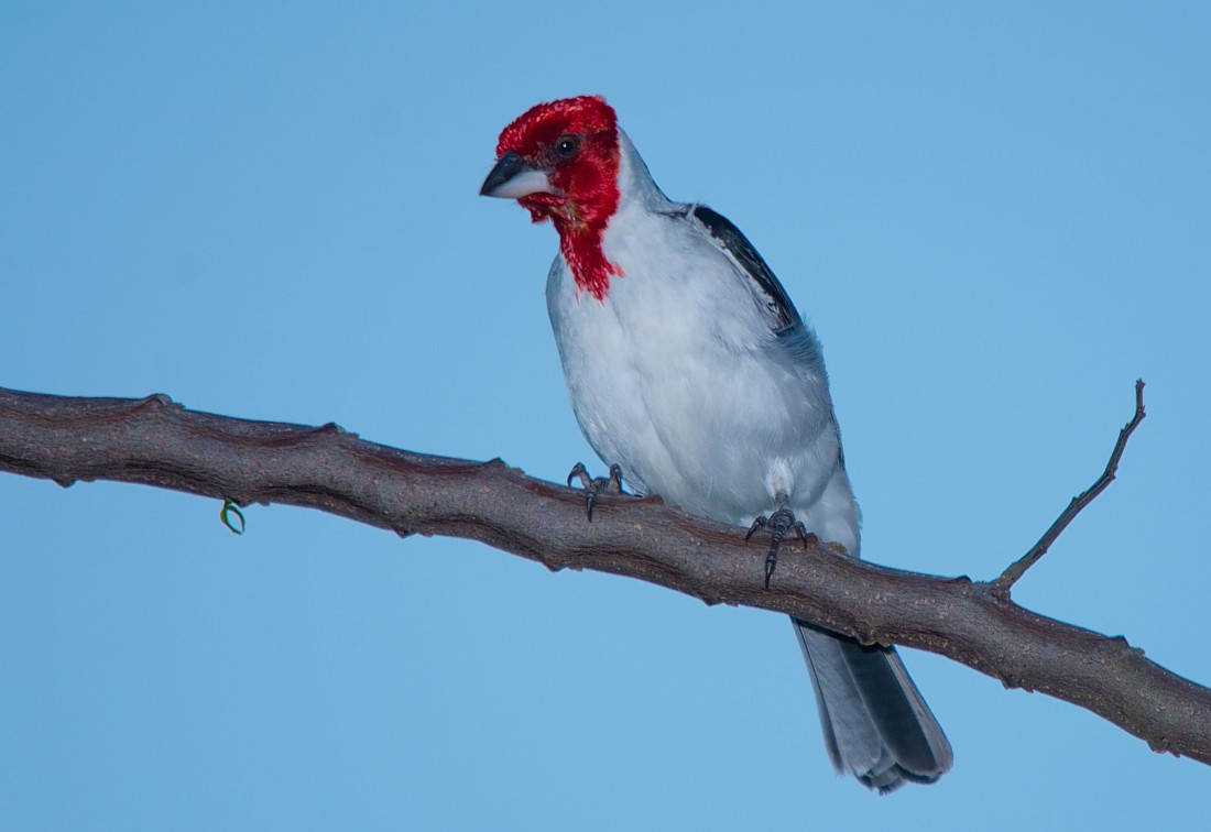 Red-cowled Cardinal - ML186419201