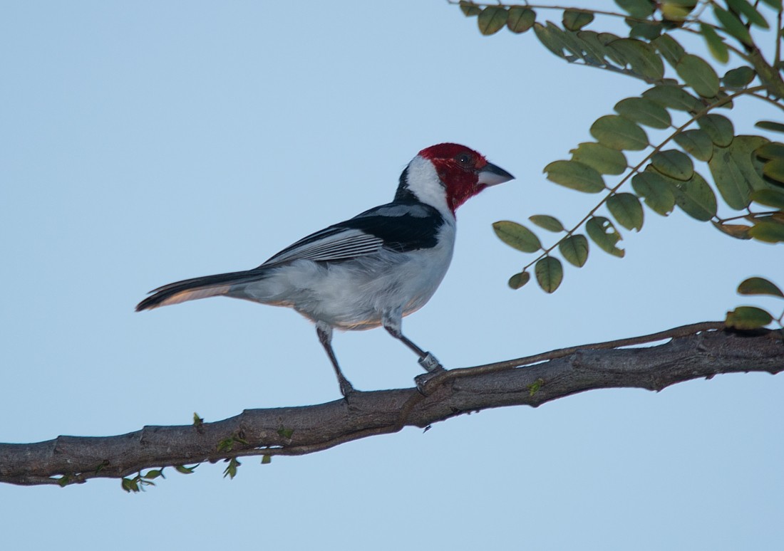 Red-cowled Cardinal - ML186419211