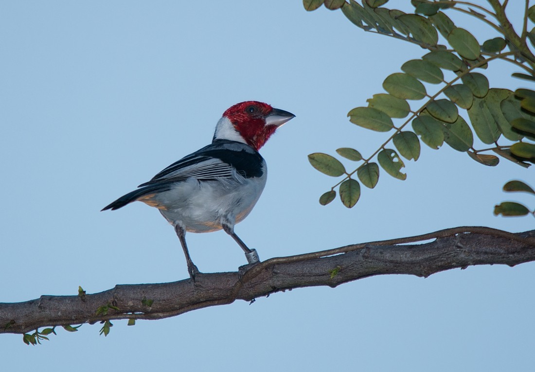 Red-cowled Cardinal - ML186419221